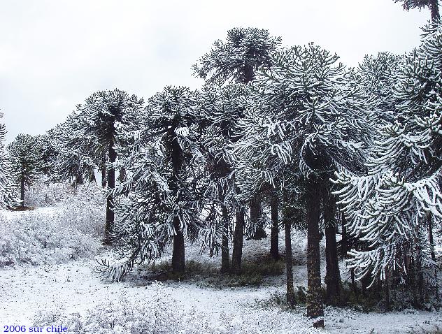 sur chile nieve 2006